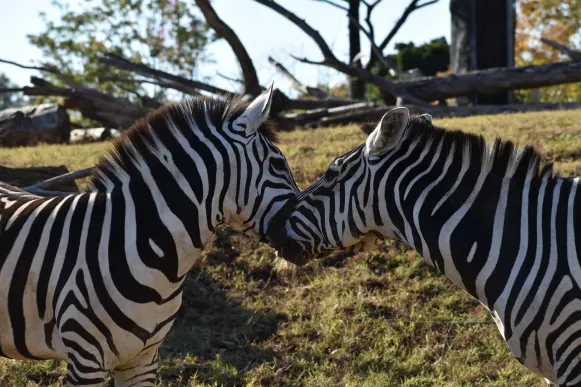 CrazyFox Kaszinó Támogatás